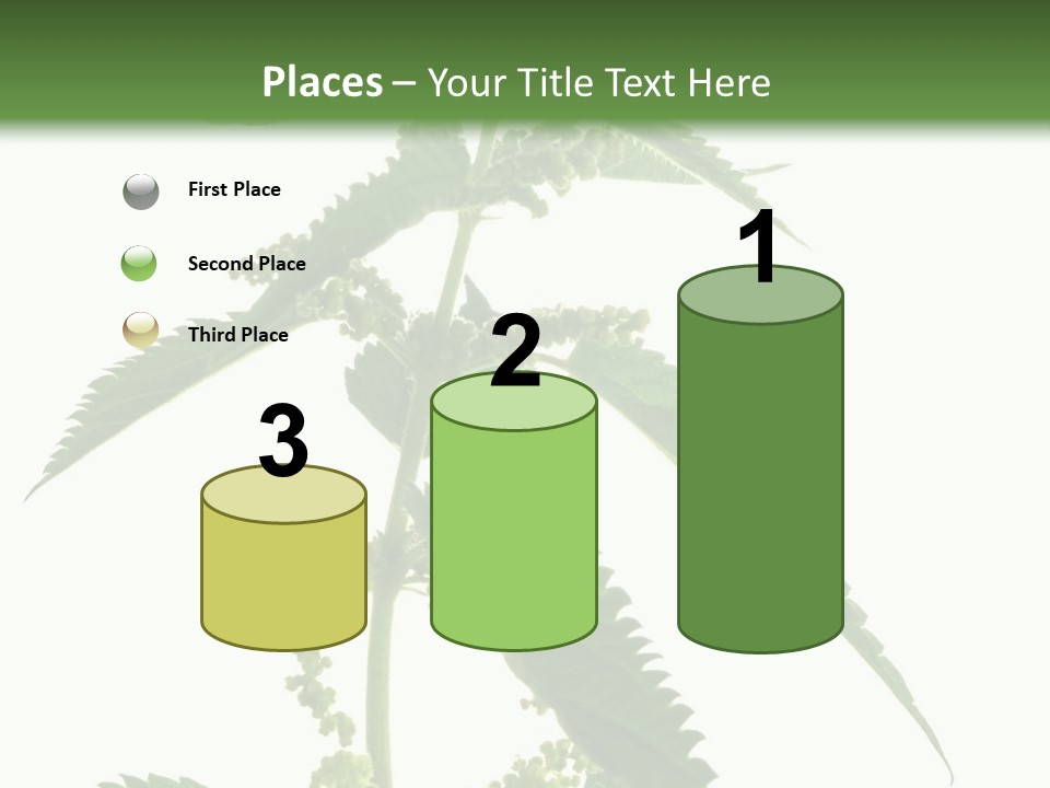 Fresh And Green Nettle Isolated On White Background - Series Herb PowerPoint Template