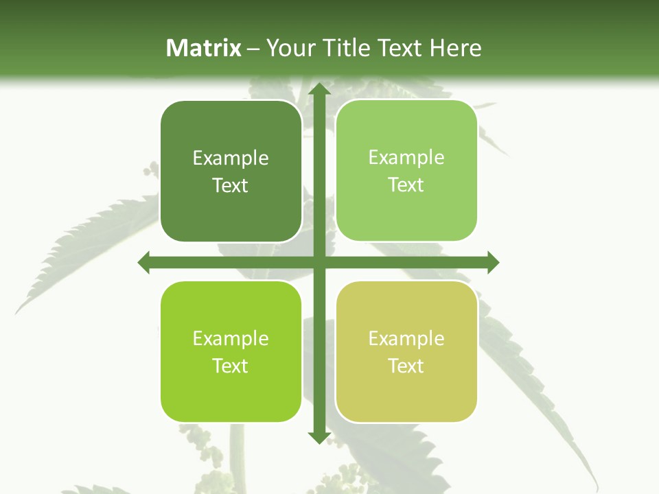 Fresh And Green Nettle Isolated On White Background - Series Herb PowerPoint Template