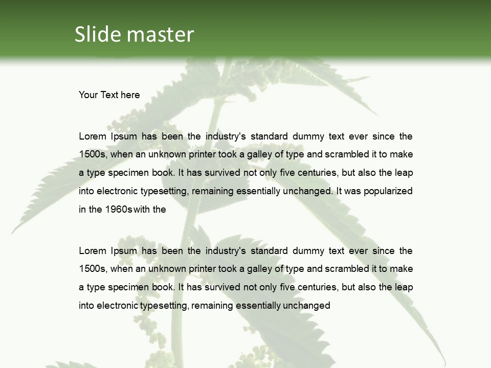 Fresh And Green Nettle Isolated On White Background - Series Herb PowerPoint Template