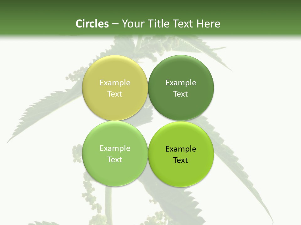 Fresh And Green Nettle Isolated On White Background - Series Herb PowerPoint Template