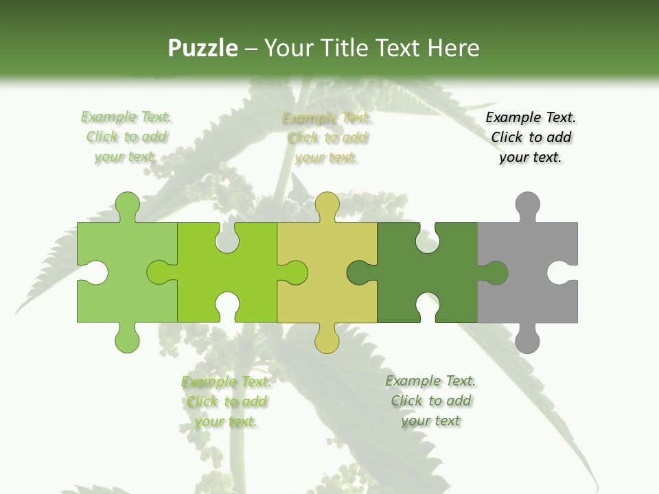 Fresh And Green Nettle Isolated On White Background - Series Herb PowerPoint Template