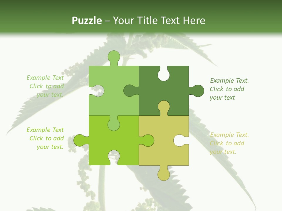 Fresh And Green Nettle Isolated On White Background - Series Herb PowerPoint Template