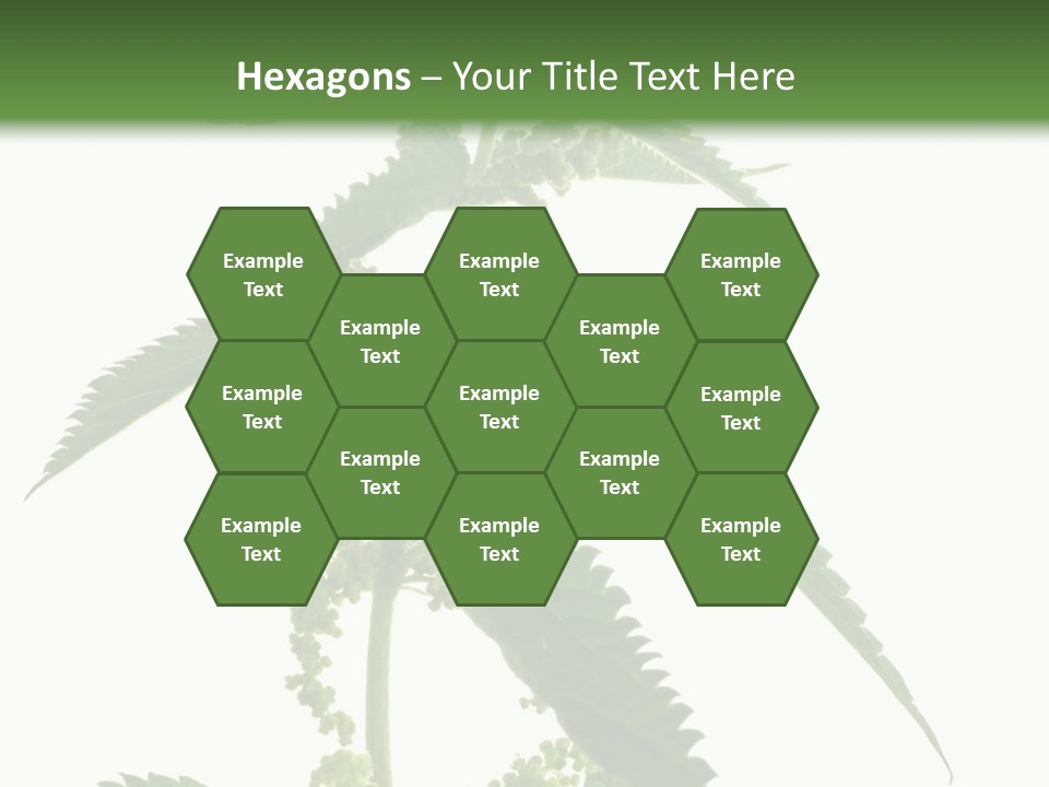 Fresh And Green Nettle Isolated On White Background - Series Herb PowerPoint Template