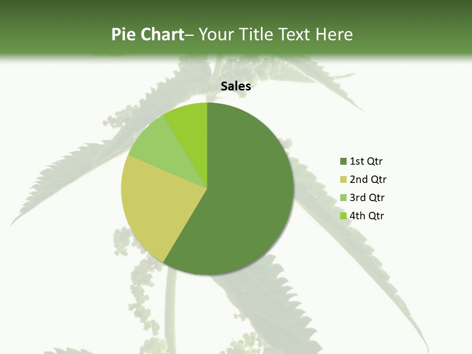 Fresh And Green Nettle Isolated On White Background - Series Herb PowerPoint Template