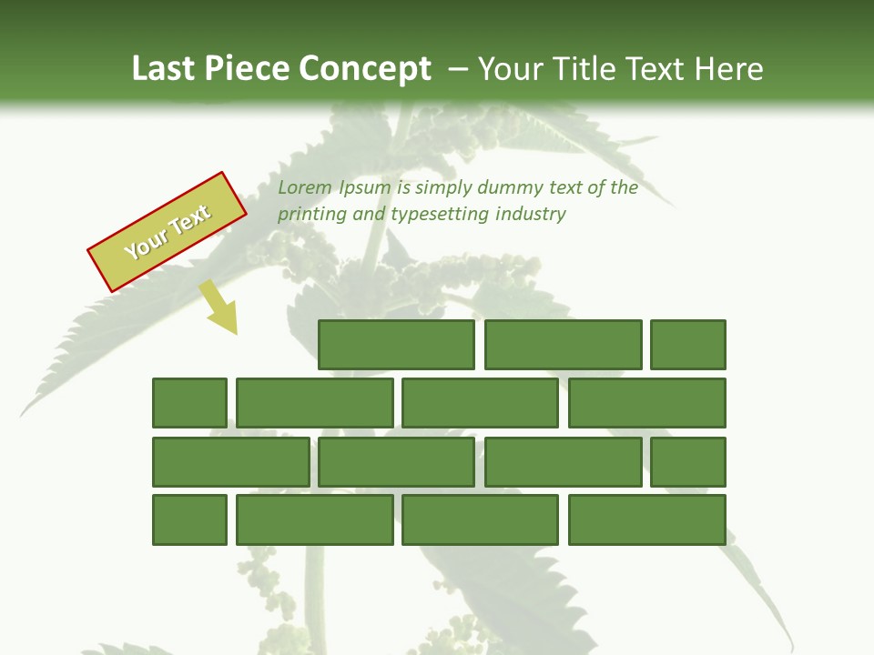 Fresh And Green Nettle Isolated On White Background - Series Herb PowerPoint Template