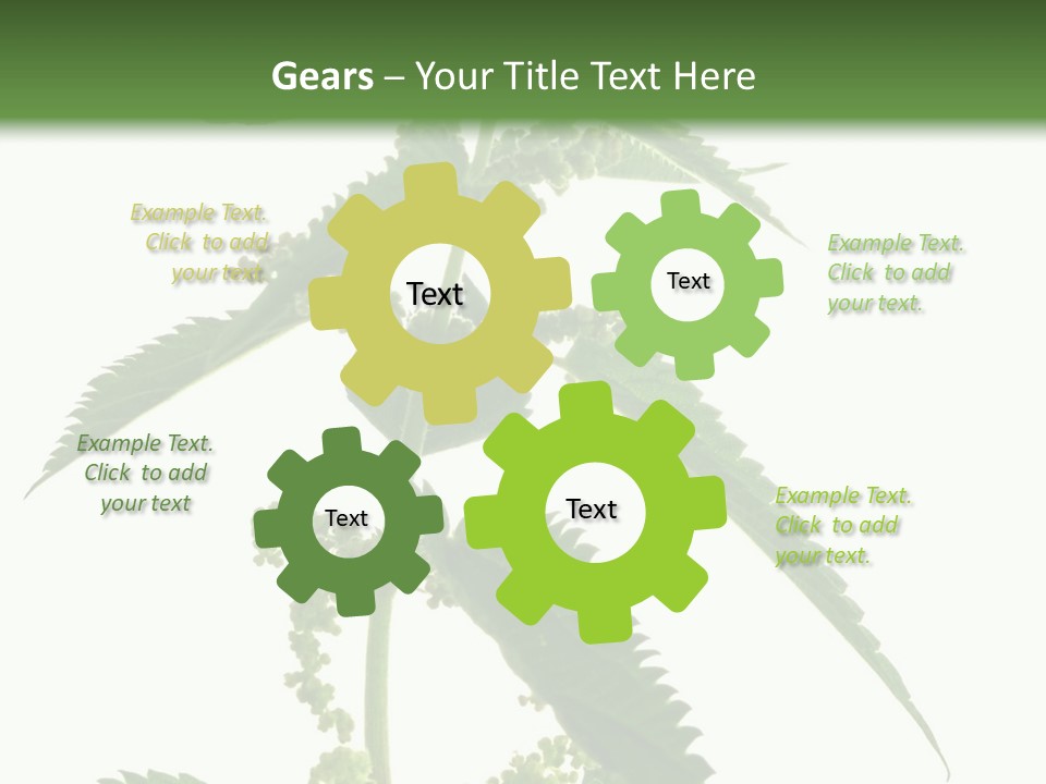 Fresh And Green Nettle Isolated On White Background - Series Herb PowerPoint Template