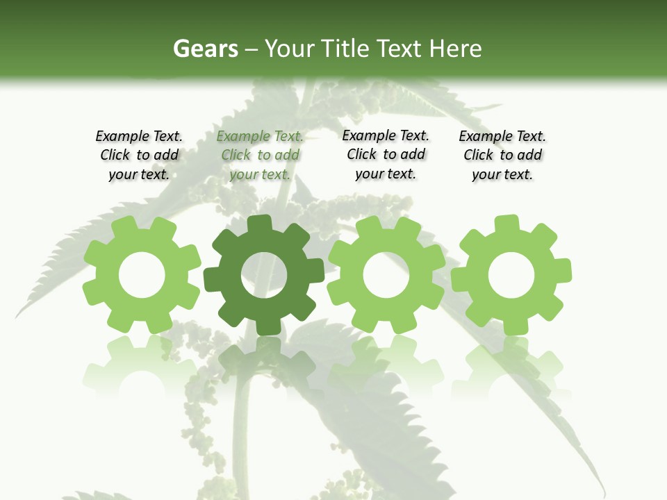 Fresh And Green Nettle Isolated On White Background - Series Herb PowerPoint Template