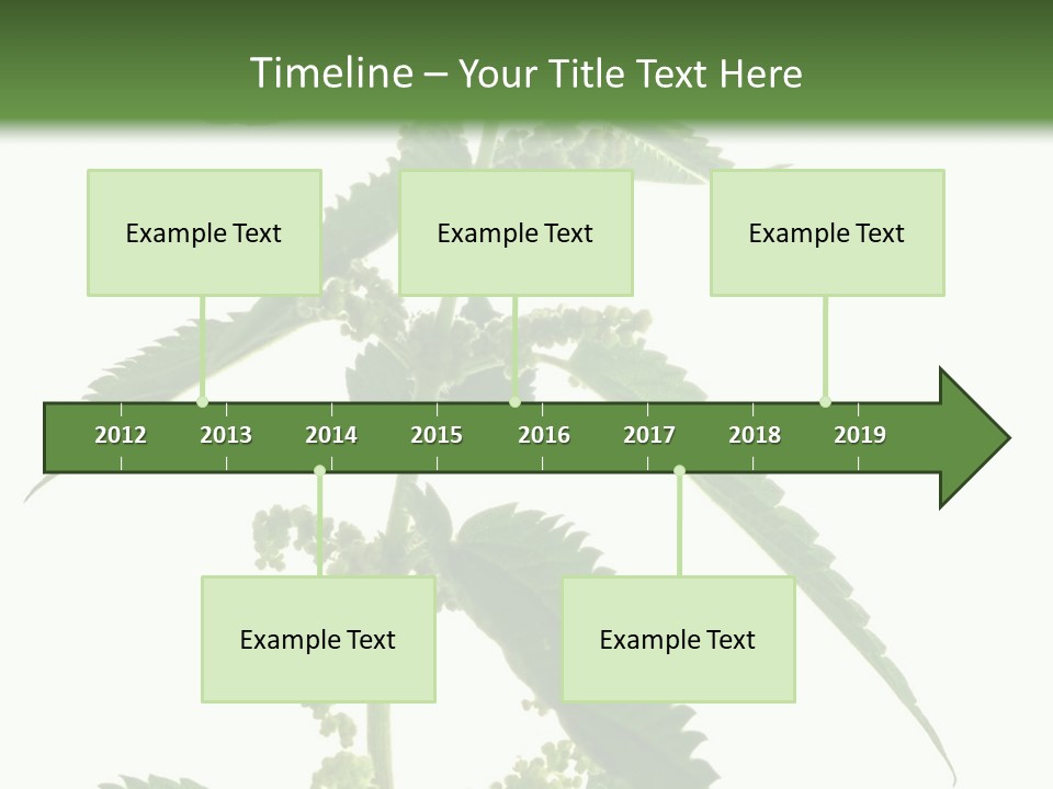 Fresh And Green Nettle Isolated On White Background - Series Herb PowerPoint Template