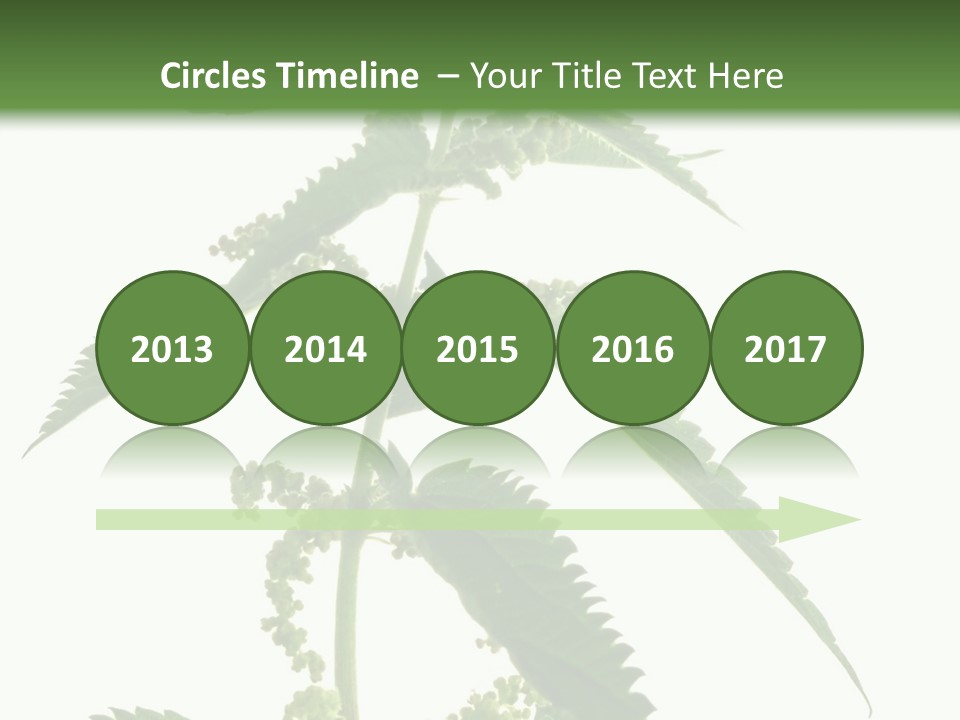 Fresh And Green Nettle Isolated On White Background - Series Herb PowerPoint Template