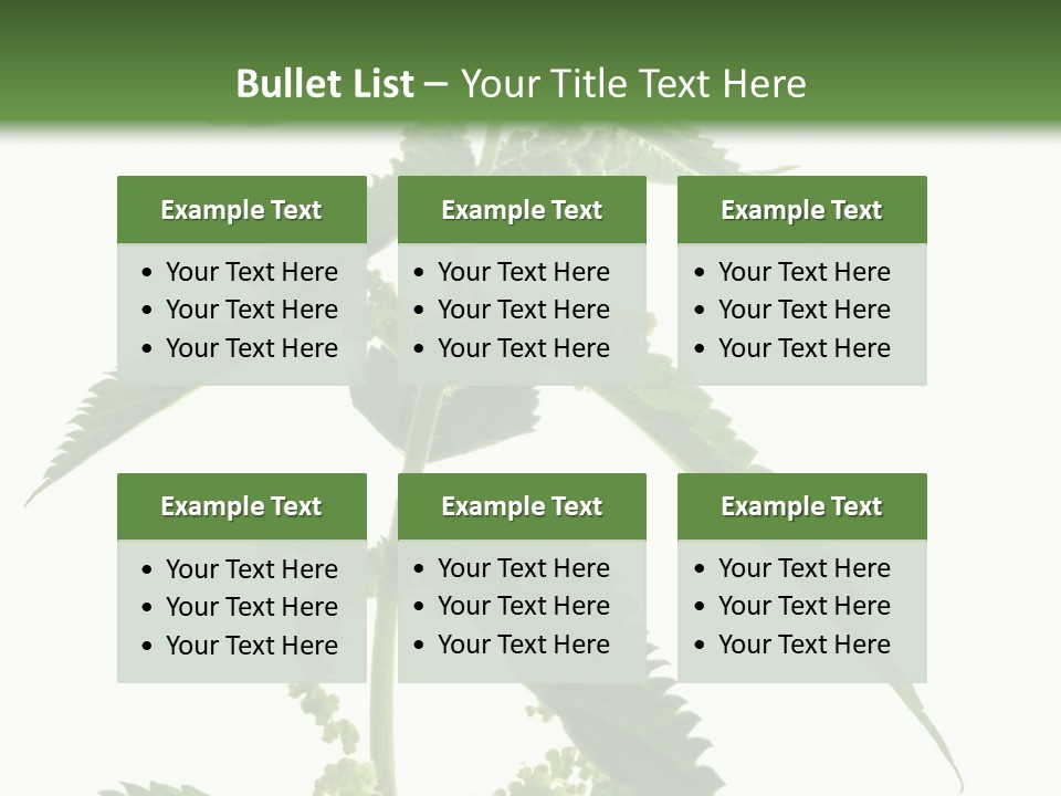 Fresh And Green Nettle Isolated On White Background - Series Herb PowerPoint Template