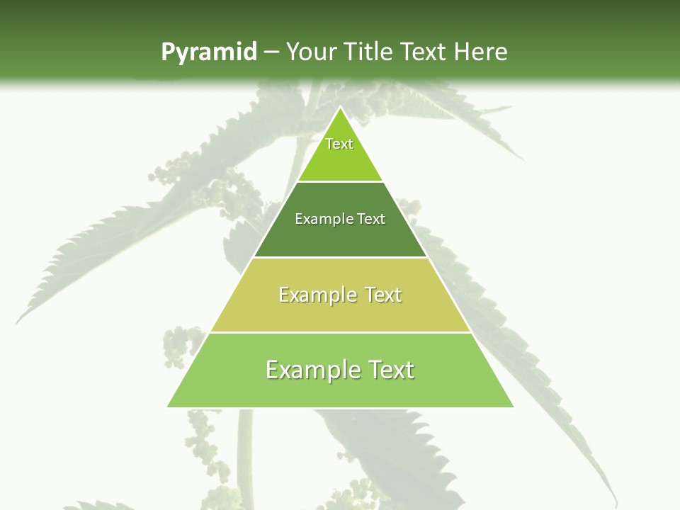 Fresh And Green Nettle Isolated On White Background - Series Herb PowerPoint Template