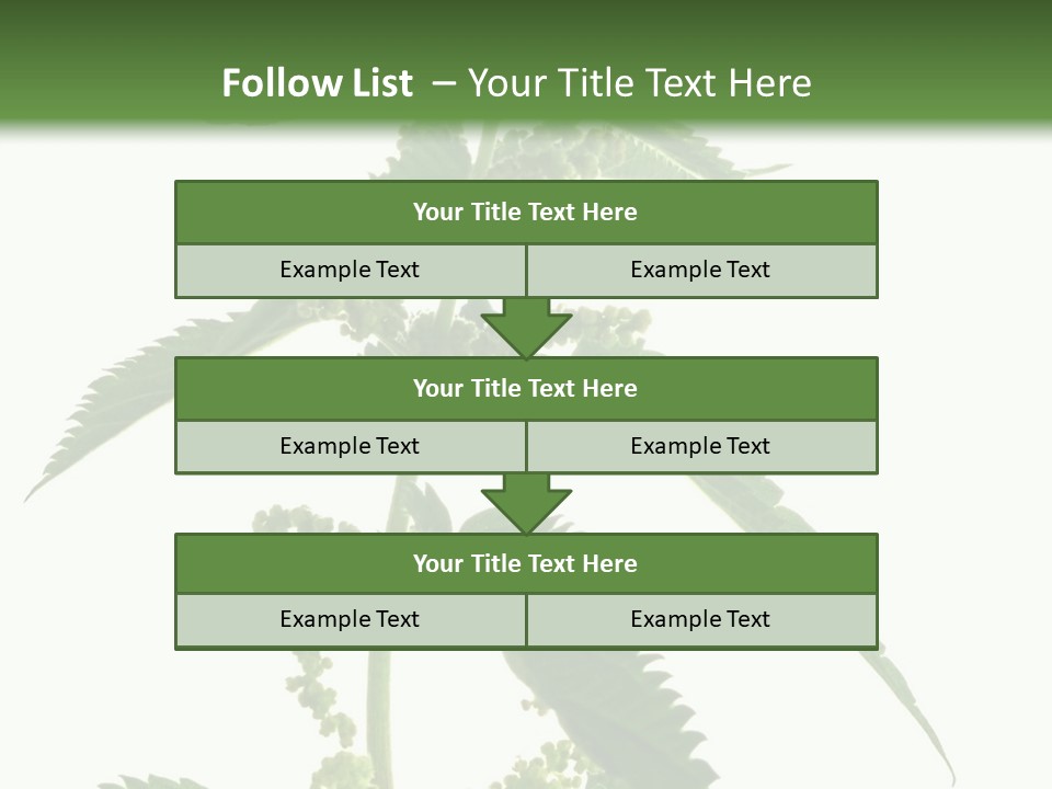 Fresh And Green Nettle Isolated On White Background - Series Herb PowerPoint Template