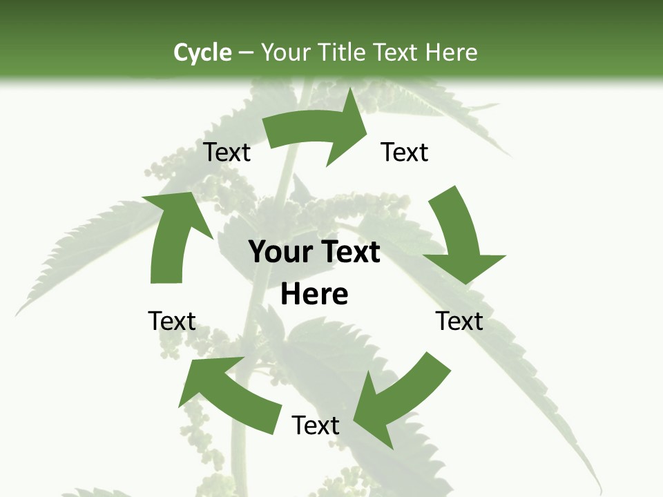 Fresh And Green Nettle Isolated On White Background - Series Herb PowerPoint Template