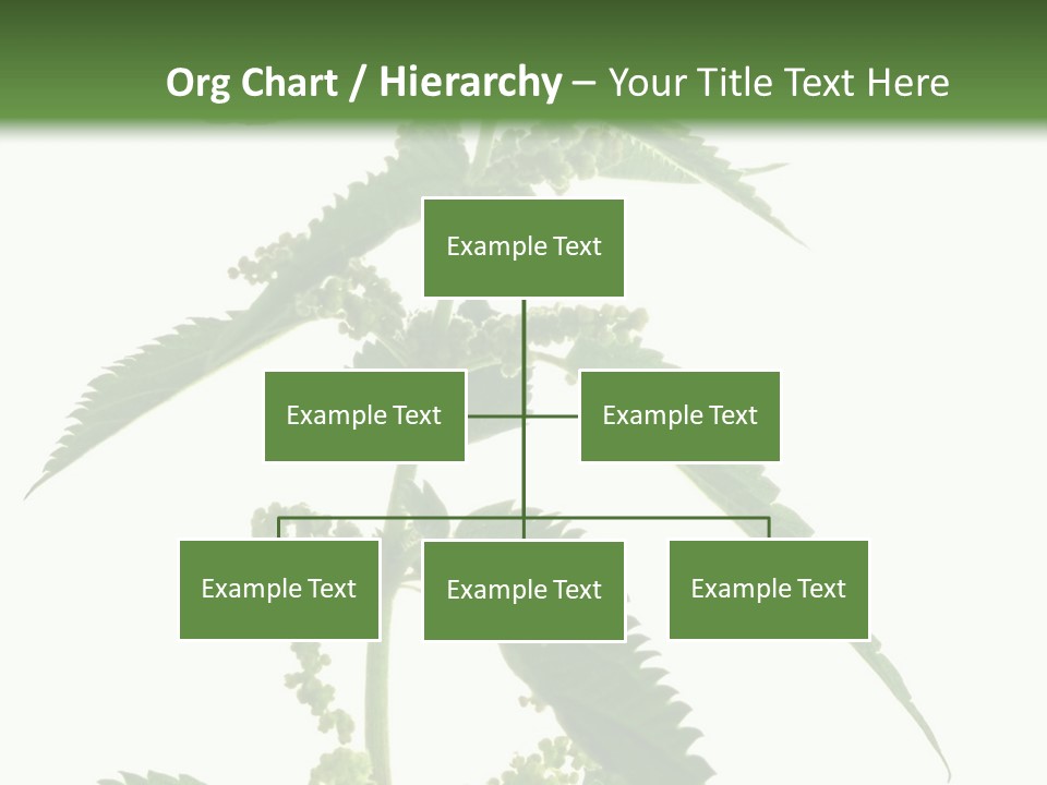 Fresh And Green Nettle Isolated On White Background - Series Herb PowerPoint Template