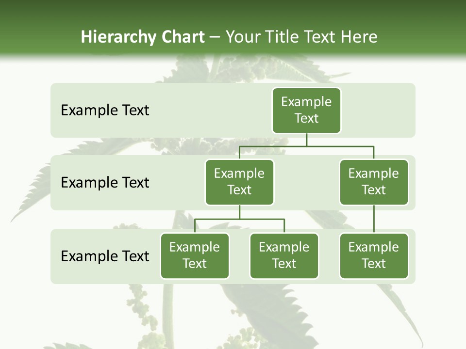Fresh And Green Nettle Isolated On White Background - Series Herb PowerPoint Template