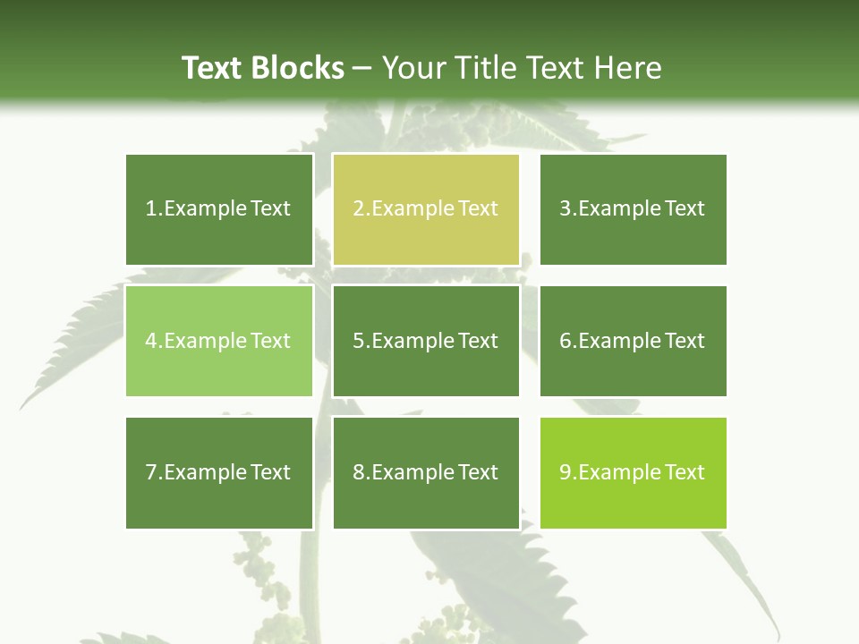 Fresh And Green Nettle Isolated On White Background - Series Herb PowerPoint Template