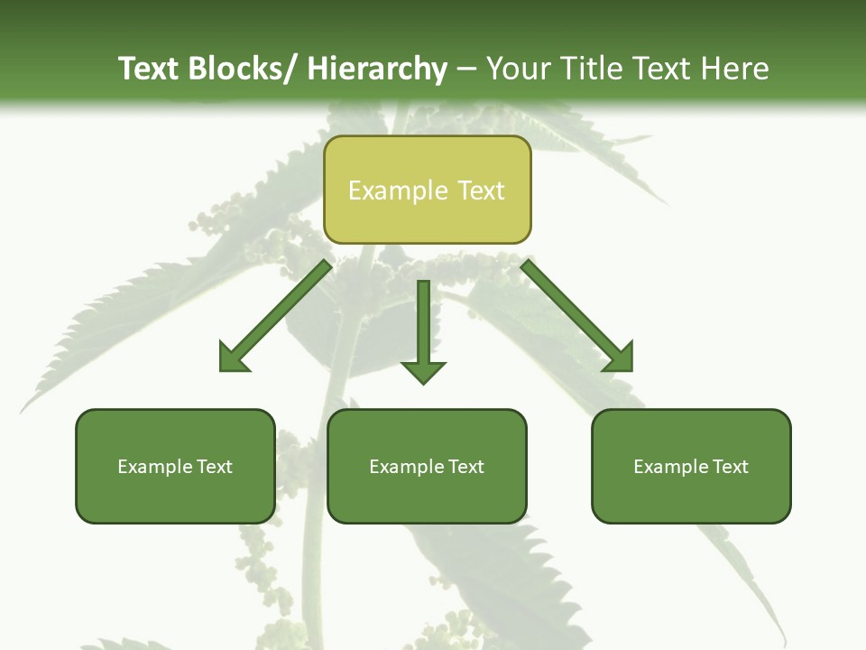 Fresh And Green Nettle Isolated On White Background - Series Herb PowerPoint Template