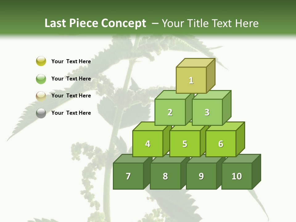 Fresh And Green Nettle Isolated On White Background - Series Herb PowerPoint Template