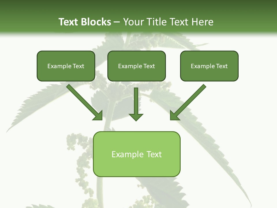 Fresh And Green Nettle Isolated On White Background - Series Herb PowerPoint Template