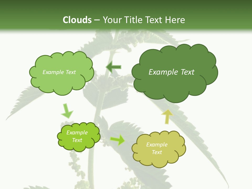 Fresh And Green Nettle Isolated On White Background - Series Herb PowerPoint Template
