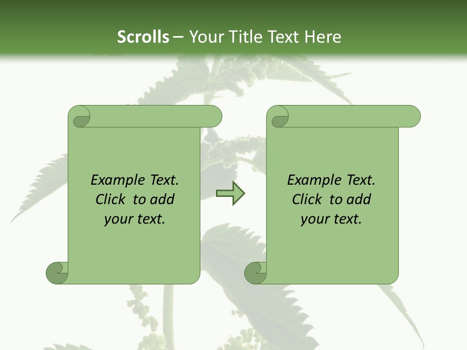 Fresh And Green Nettle Isolated On White Background - Series Herb PowerPoint Template