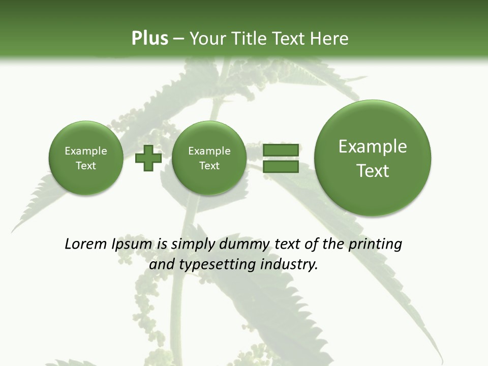 Fresh And Green Nettle Isolated On White Background - Series Herb PowerPoint Template