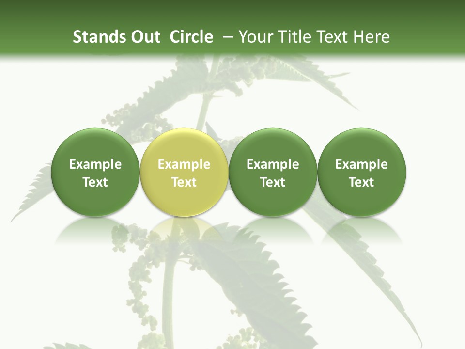 Fresh And Green Nettle Isolated On White Background - Series Herb PowerPoint Template