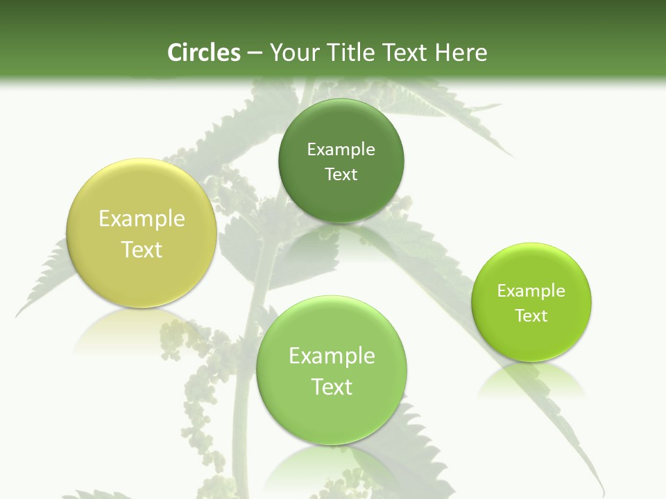 Fresh And Green Nettle Isolated On White Background - Series Herb PowerPoint Template