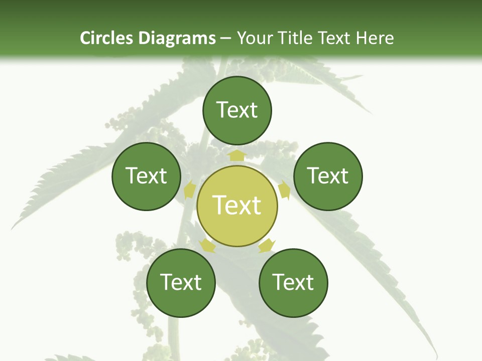 Fresh And Green Nettle Isolated On White Background - Series Herb PowerPoint Template