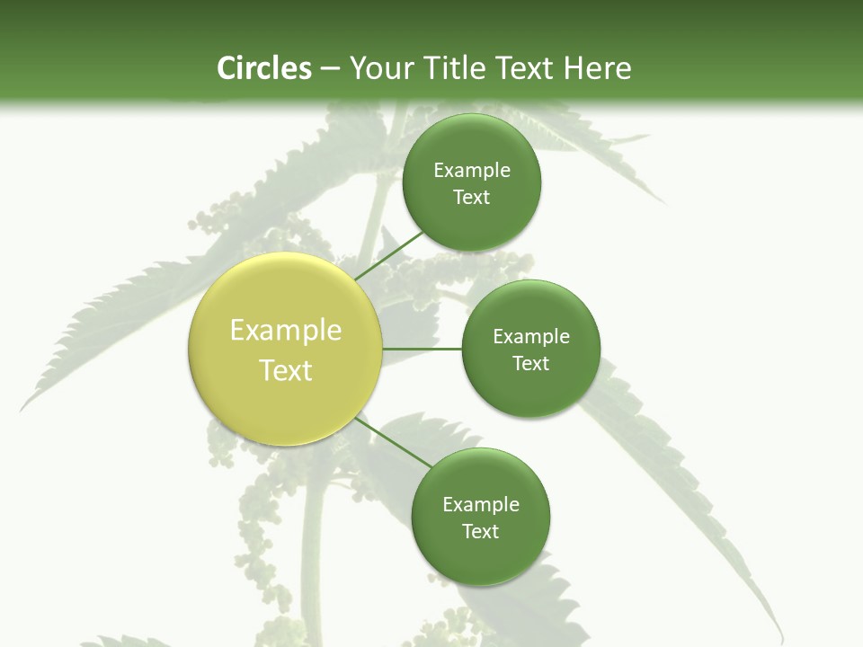 Fresh And Green Nettle Isolated On White Background - Series Herb PowerPoint Template