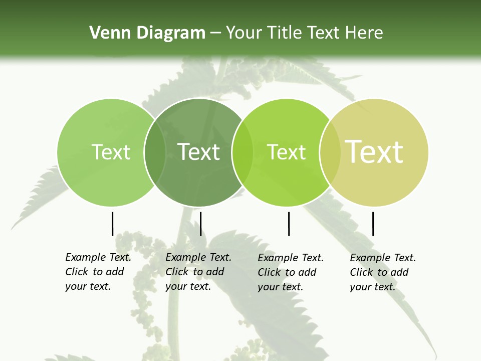 Fresh And Green Nettle Isolated On White Background - Series Herb PowerPoint Template