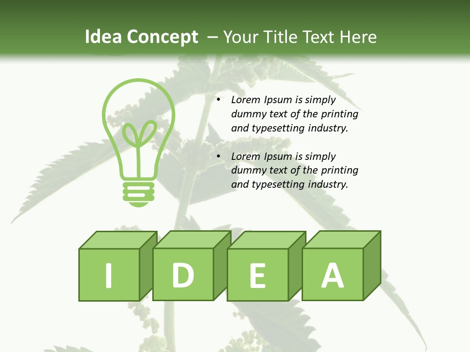 Fresh And Green Nettle Isolated On White Background - Series Herb PowerPoint Template