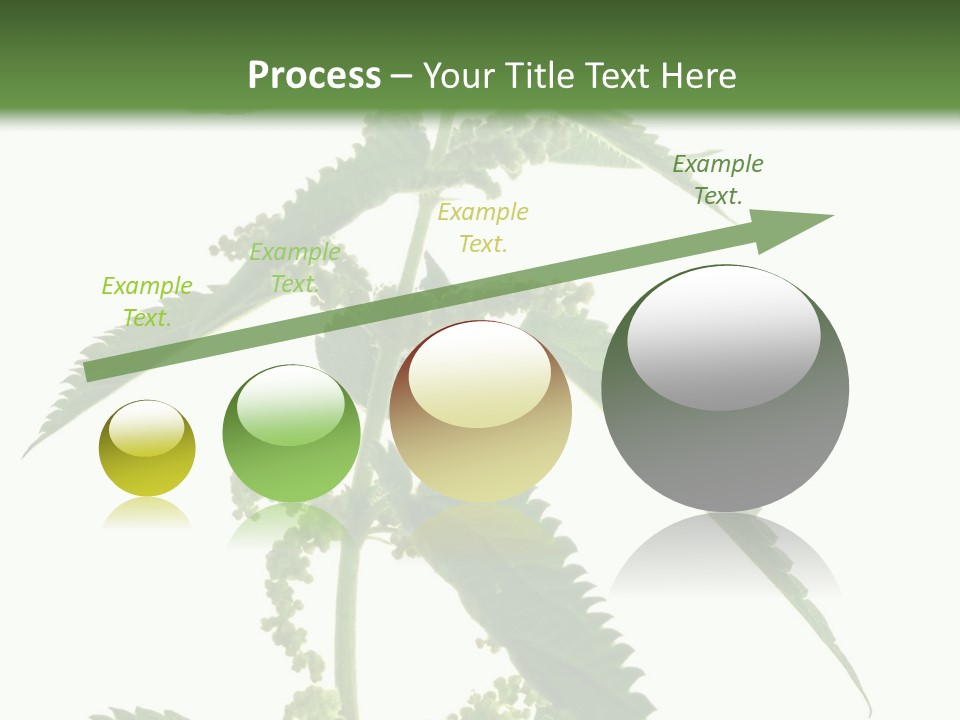 Fresh And Green Nettle Isolated On White Background - Series Herb PowerPoint Template