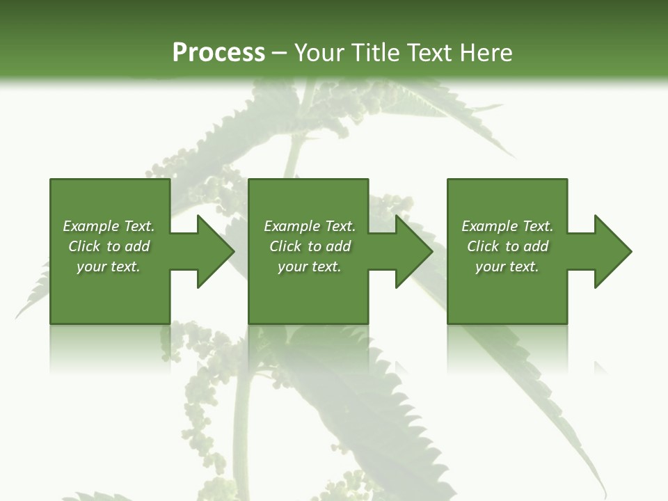 Fresh And Green Nettle Isolated On White Background - Series Herb PowerPoint Template