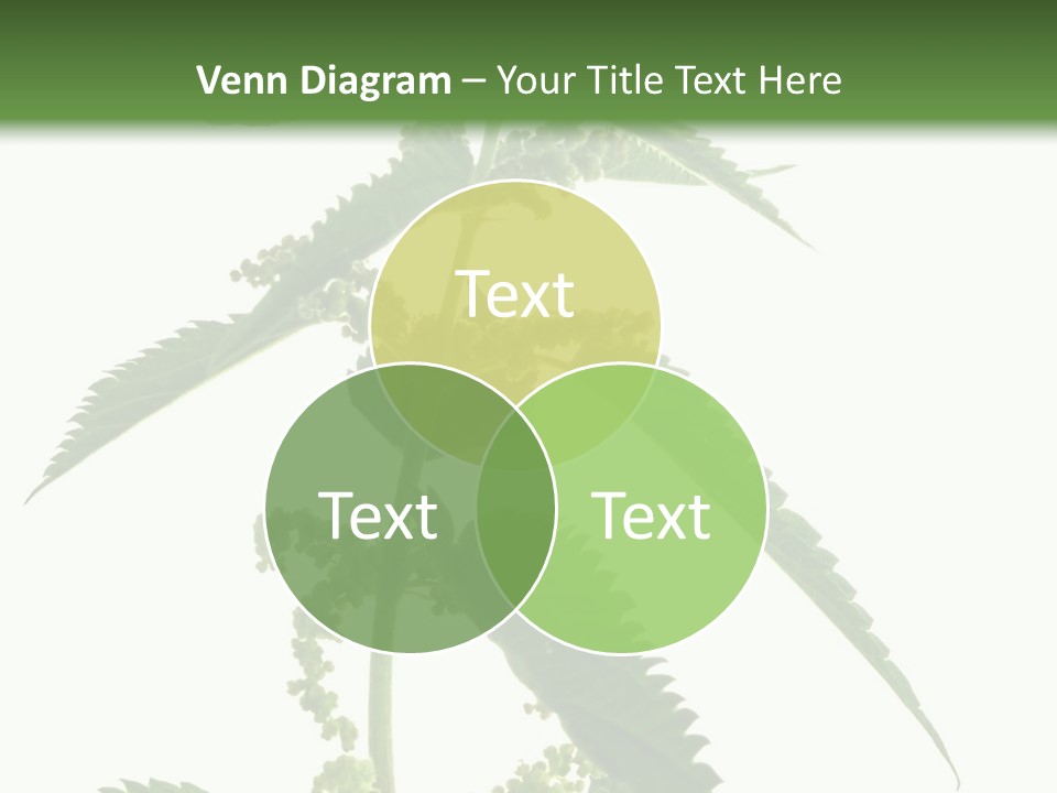 Fresh And Green Nettle Isolated On White Background - Series Herb PowerPoint Template