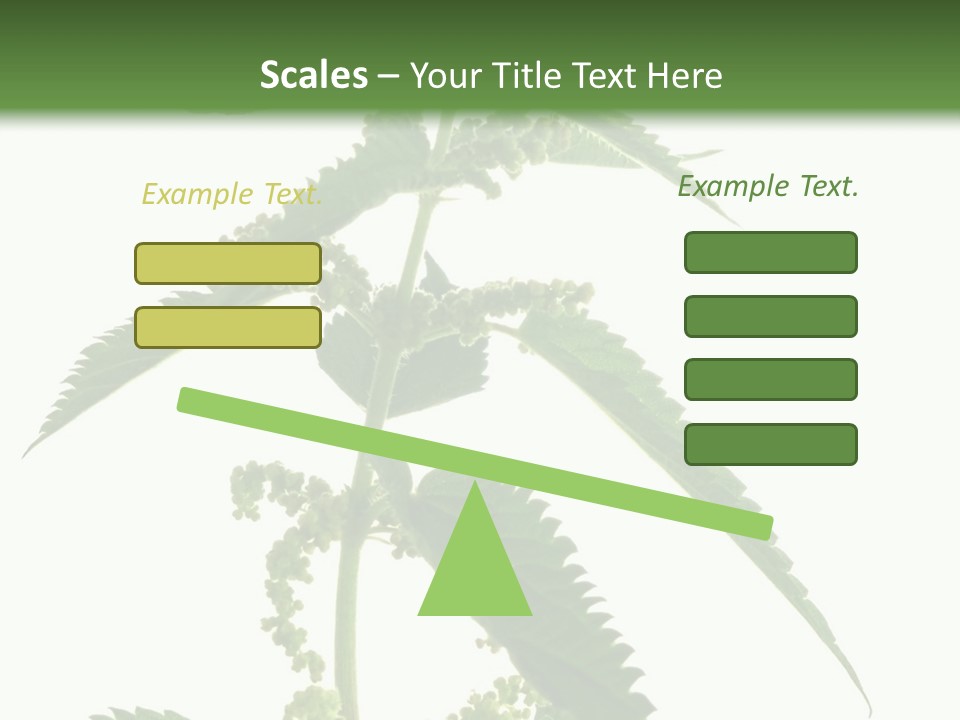 Fresh And Green Nettle Isolated On White Background - Series Herb PowerPoint Template