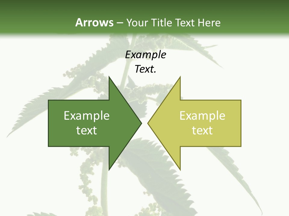 Fresh And Green Nettle Isolated On White Background - Series Herb PowerPoint Template