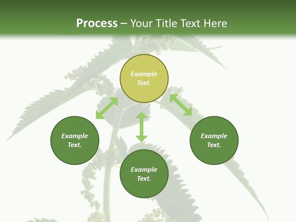 Fresh And Green Nettle Isolated On White Background - Series Herb PowerPoint Template