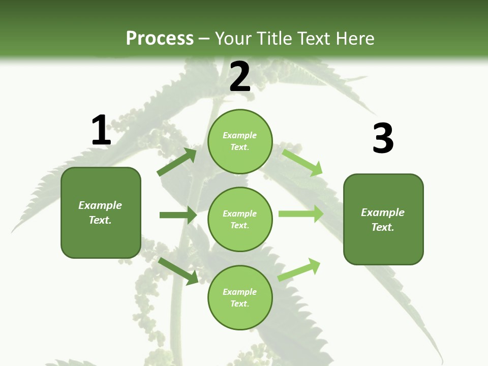 Fresh And Green Nettle Isolated On White Background - Series Herb PowerPoint Template