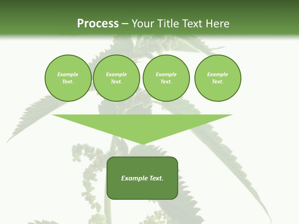 Fresh And Green Nettle Isolated On White Background - Series Herb PowerPoint Template