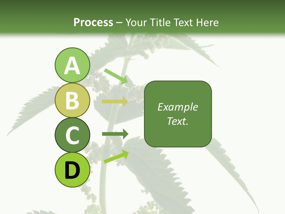 Fresh And Green Nettle Isolated On White Background - Series Herb PowerPoint Template