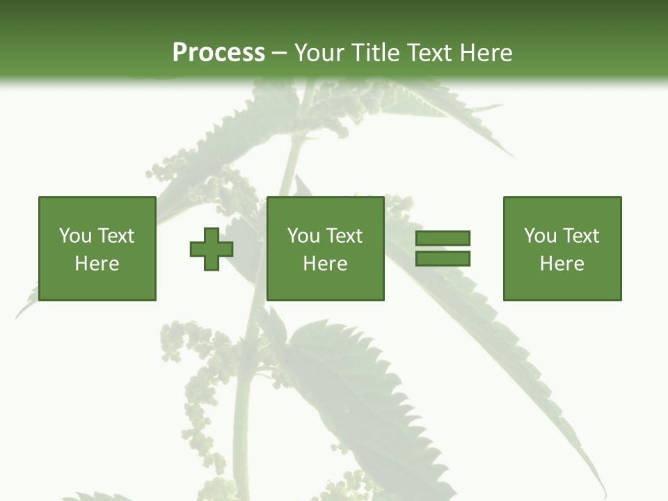 Fresh And Green Nettle Isolated On White Background - Series Herb PowerPoint Template