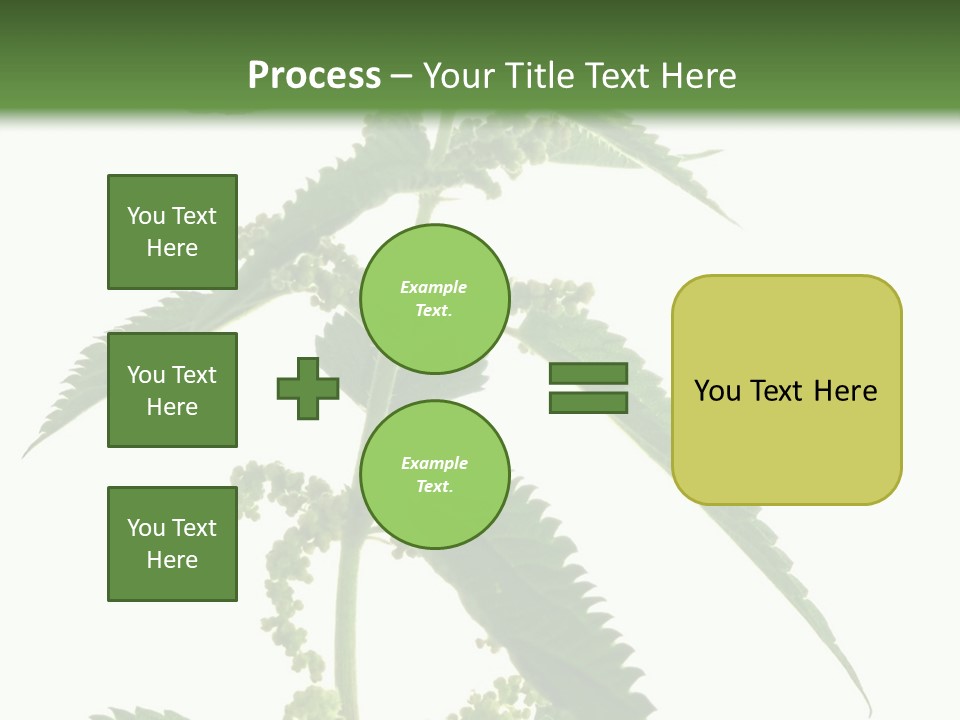 Fresh And Green Nettle Isolated On White Background - Series Herb PowerPoint Template