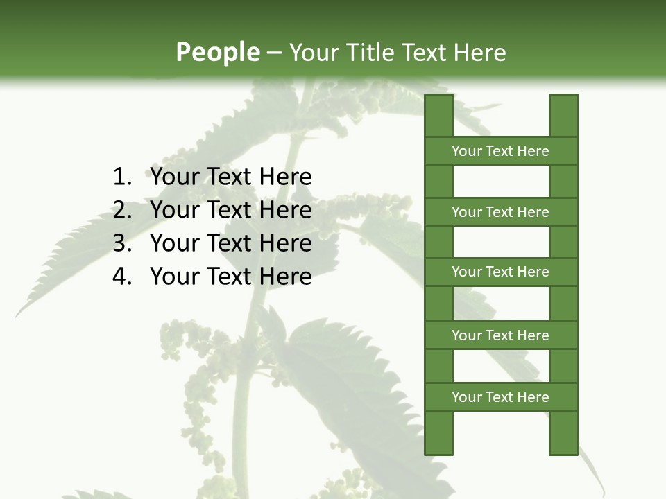 Fresh And Green Nettle Isolated On White Background - Series Herb PowerPoint Template