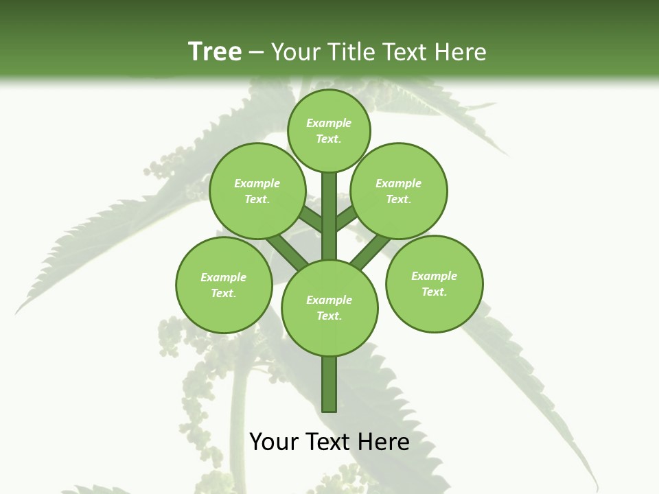 Fresh And Green Nettle Isolated On White Background - Series Herb PowerPoint Template