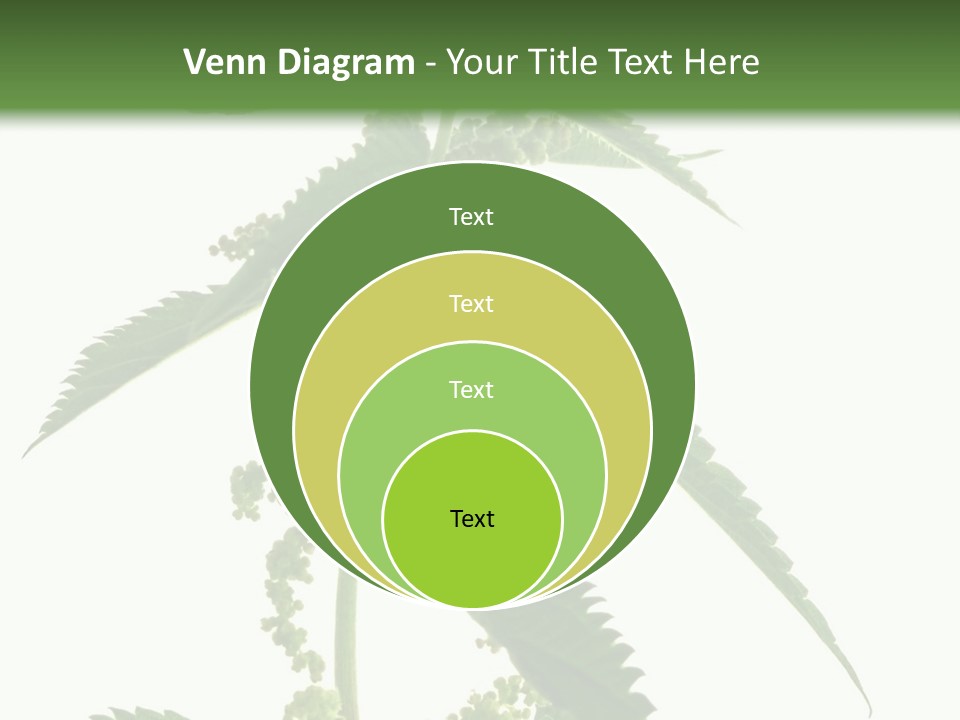 Fresh And Green Nettle Isolated On White Background - Series Herb PowerPoint Template