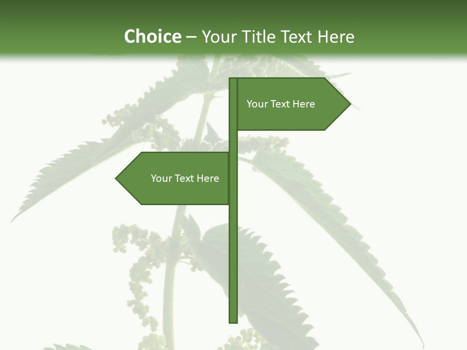 Fresh And Green Nettle Isolated On White Background - Series Herb PowerPoint Template