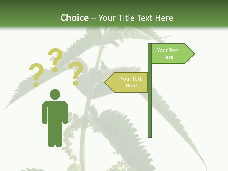 Fresh And Green Nettle Isolated On White Background - Series Herb PowerPoint Template