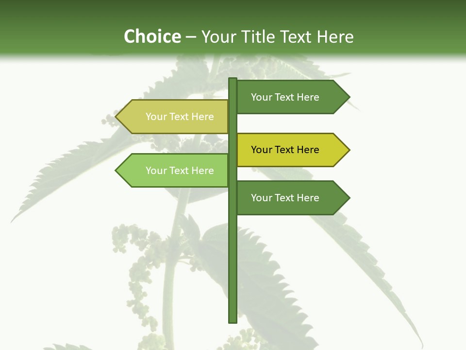 Fresh And Green Nettle Isolated On White Background - Series Herb PowerPoint Template