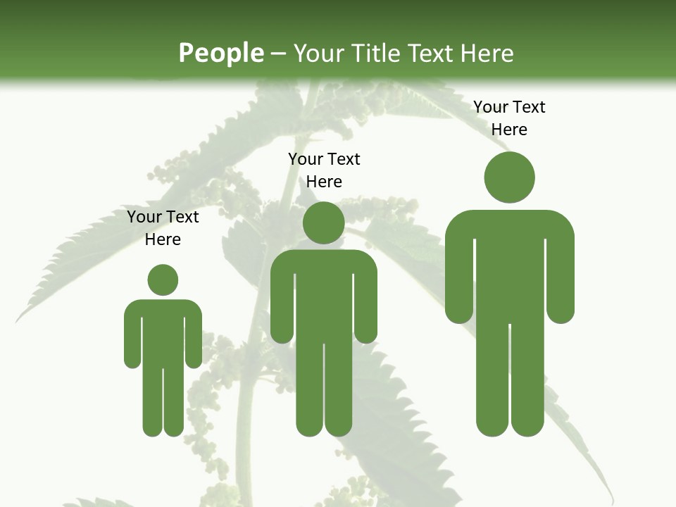 Fresh And Green Nettle Isolated On White Background - Series Herb PowerPoint Template